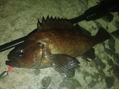 エゾメバルの釣果