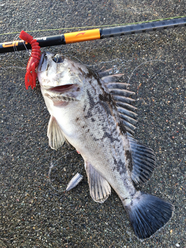 クロソイの釣果