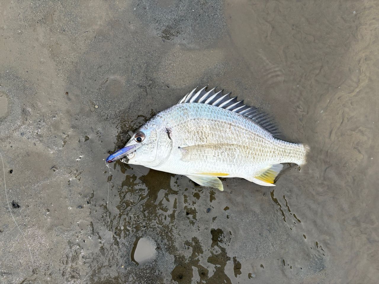 AbuGarcia ソルティーステージ プロトタイプ ベイトフィネス XLRC