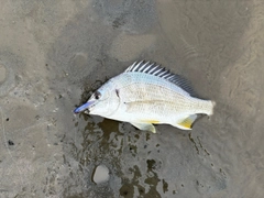 キビレの釣果