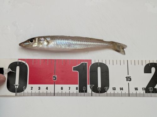 キスの釣果