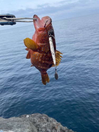 キジハタの釣果