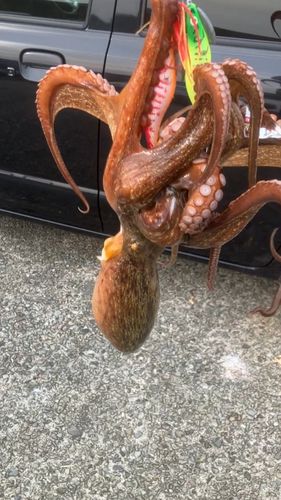 タコの釣果