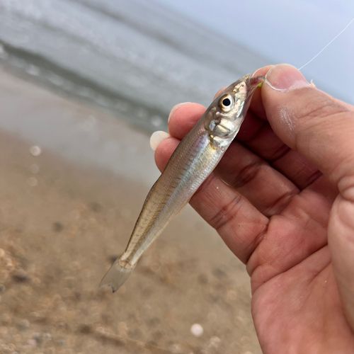 シロギスの釣果