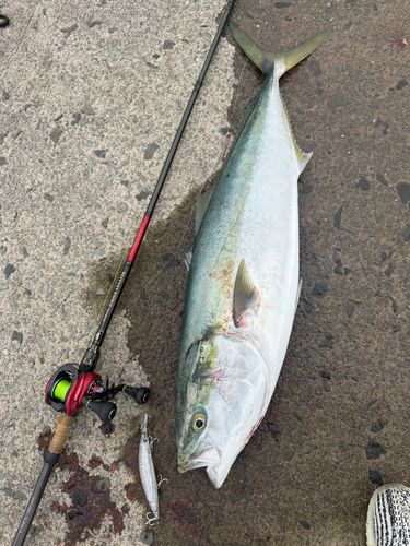 ブリの釣果