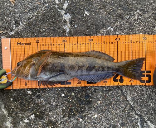 アブラコの釣果