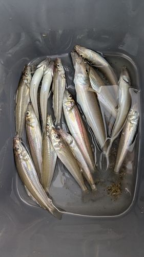 キスの釣果