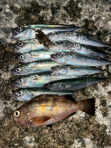 サバの釣果