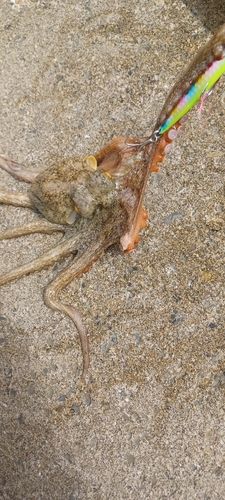 タコの釣果