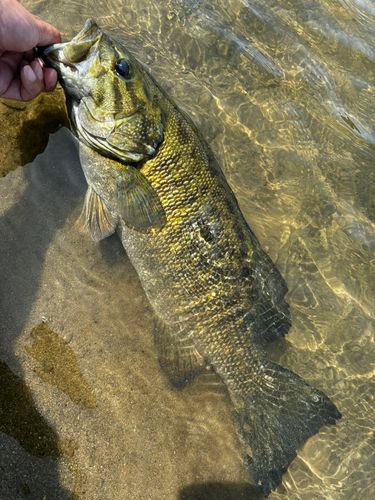 スモールマウスバスの釣果