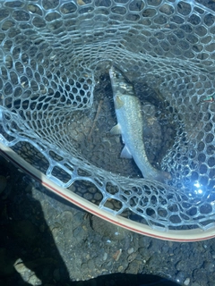 ウグイの釣果