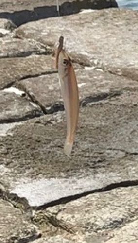 キスの釣果