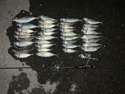 マアジの釣果