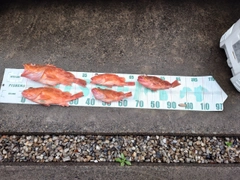 カサゴの釣果