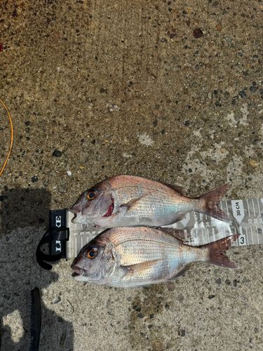 タイの釣果
