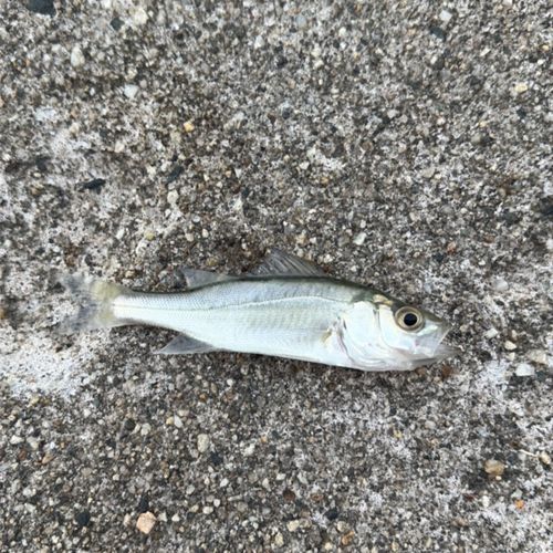 マハゼの釣果
