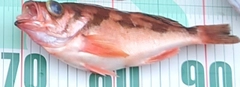 ウスメバルの釣果