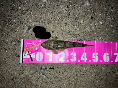 マゴチの釣果