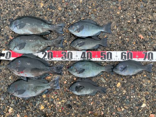 クチブトグレの釣果