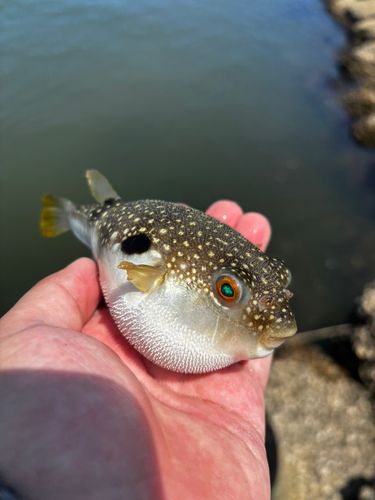 クサフグの釣果