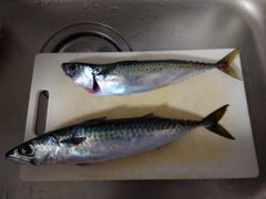 サバの釣果