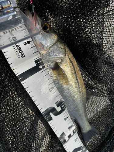 スズキの釣果