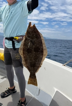 ヒラメの釣果