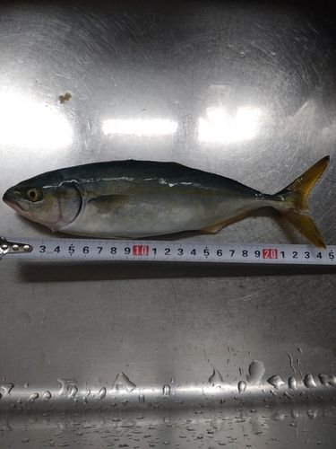 ワカシの釣果
