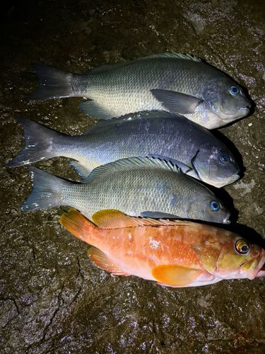 グレの釣果