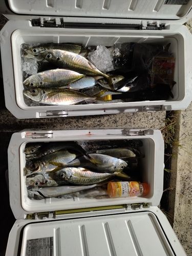 アジの釣果