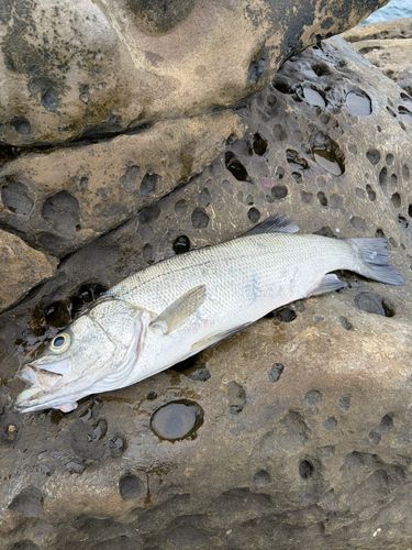 ヒラスズキの釣果