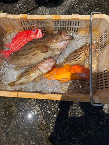 ホウキハタの釣果