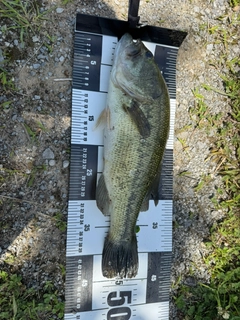 ブラックバスの釣果