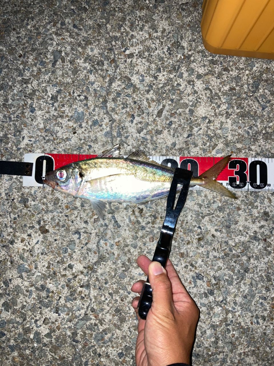 アジの釣果写真