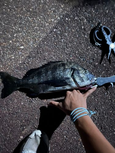 クロダイの釣果