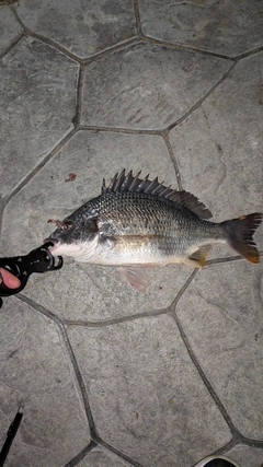 キビレの釣果