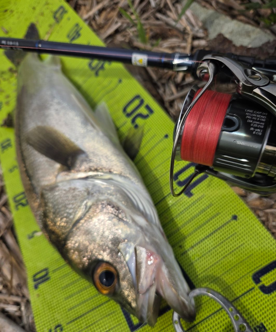 SHIMANO 22ステラ C3000XGの最安値・インプレ・釣果 | 本音の口コミが