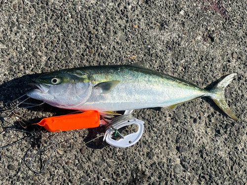 ワラサの釣果