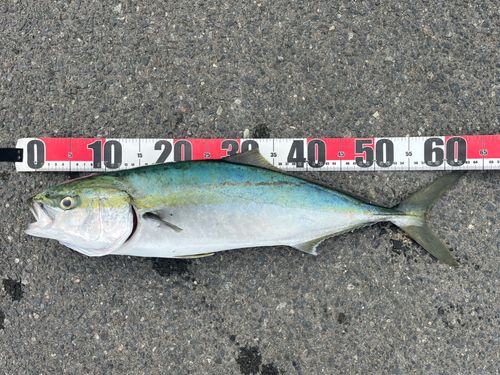 ワラサの釣果