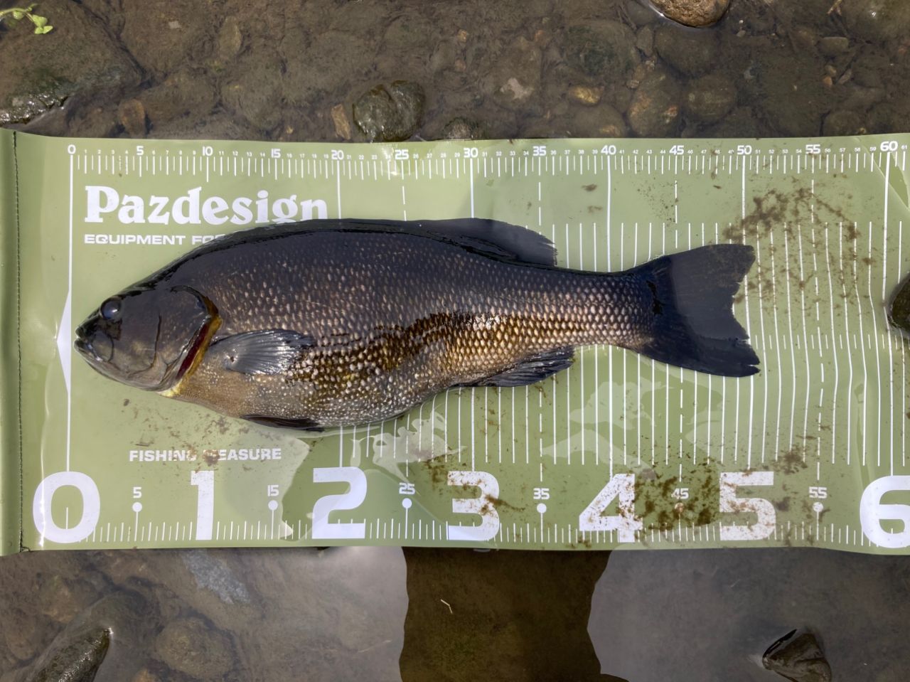 DAIWA 19ブラックレーベル SG 682L/MLXS-STの最安値・インプレ・釣果