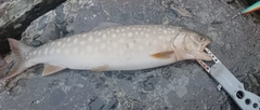 アメマスの釣果