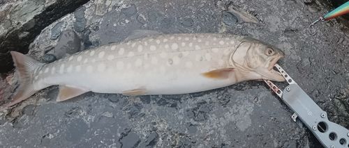アメマスの釣果