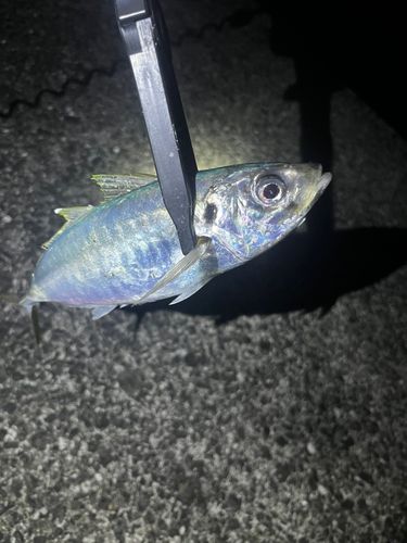 アオアジの釣果