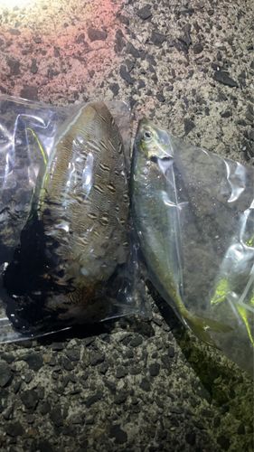 コウイカの釣果