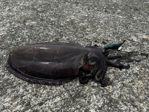 コウイカの釣果