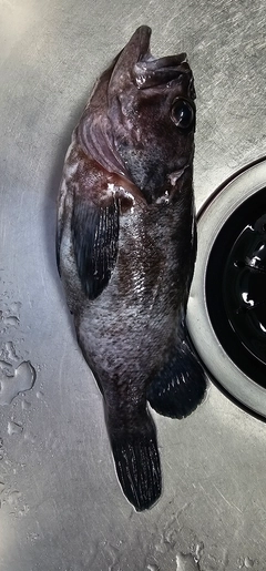 クロソイの釣果