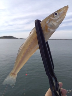 シロギスの釣果