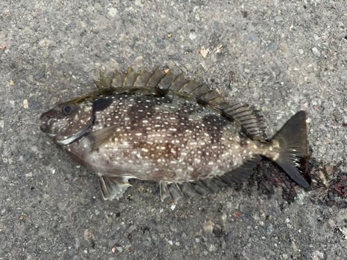 アイゴの釣果
