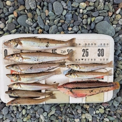 シロギスの釣果