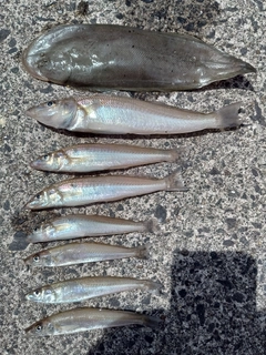 シタビラメの釣果